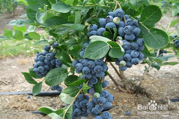 怎样挑选好吃的蓝莓?