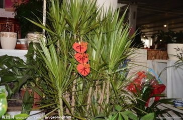 室内吸毒植物有哪些