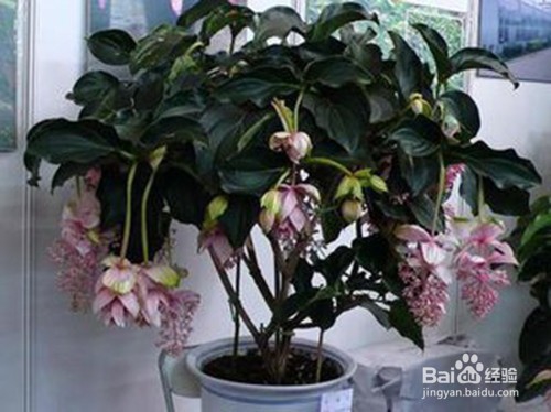 怎样养宝莲灯花