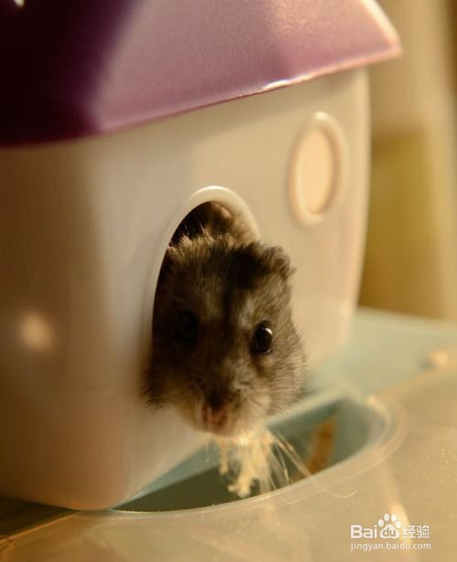 养仓鼠我们要注意些什么呢？