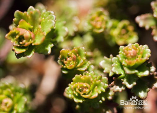 冬季怎样养护多肉植物小球玫瑰？