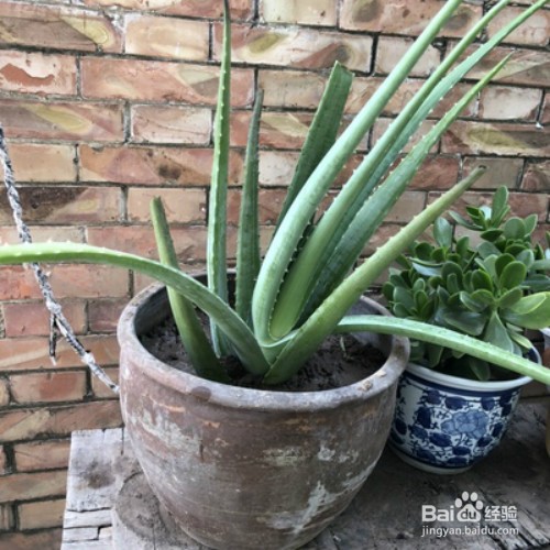 芦荟怎样栽培才会出芦荟小幼苗