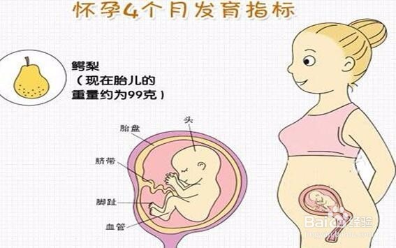 孕期营养科学管理手册