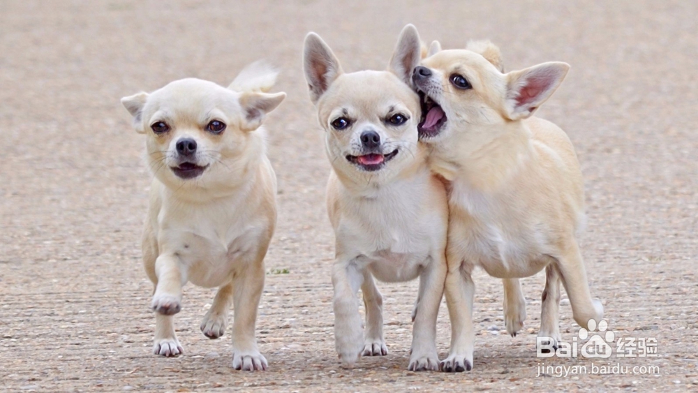 怎么样才能走出丢失狗狗的痛苦