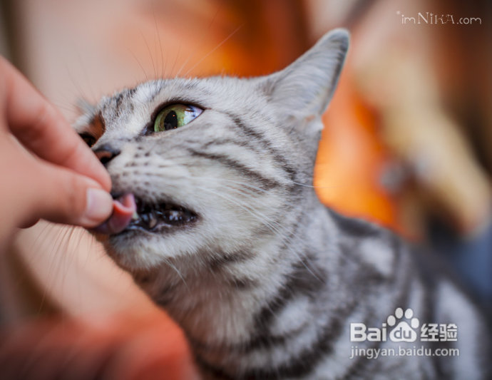 【台湾探店】复古混搭空间邂逅百变萌喵，自然醒咖啡公寓