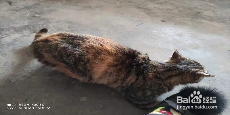 踩到猫腿如何判断没事