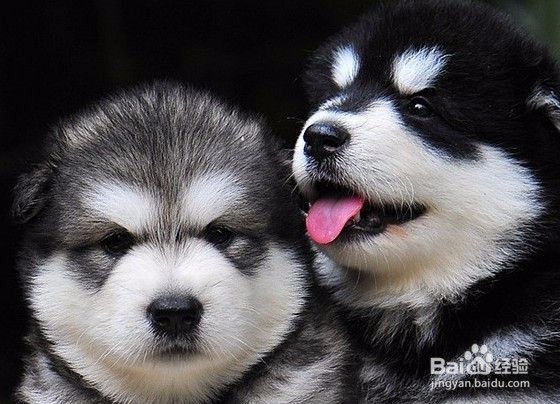 喂，铲屎的！你家狗有话对你说！