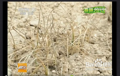 360浏览器无法播放视频解决办法