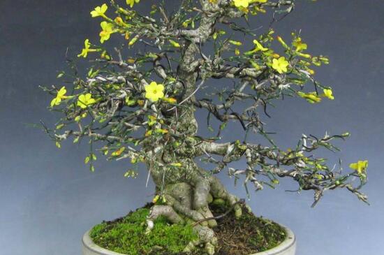 迎春花盆景的养殖方法是什么