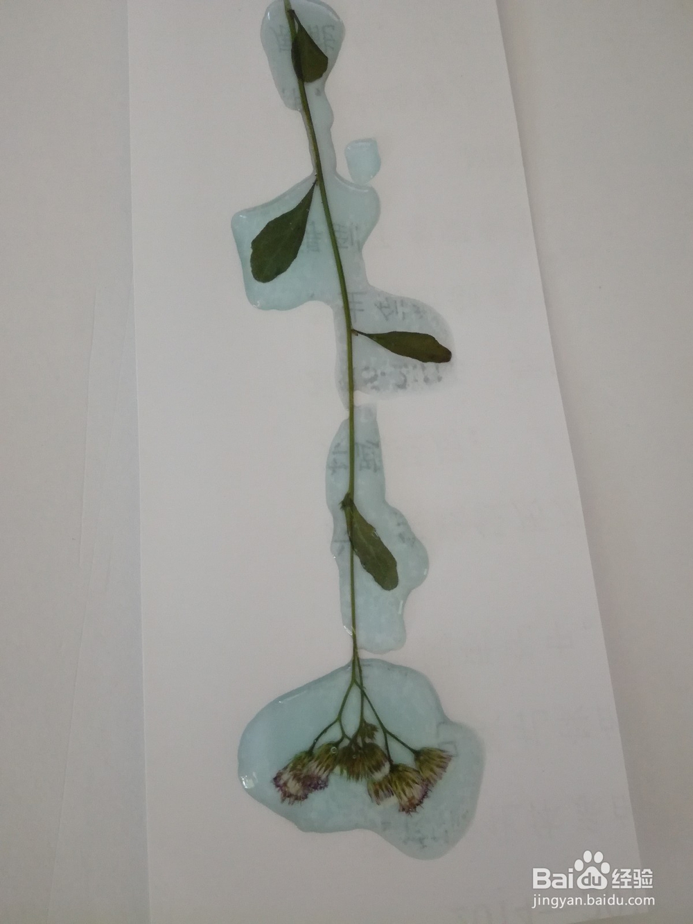植物书签的制作