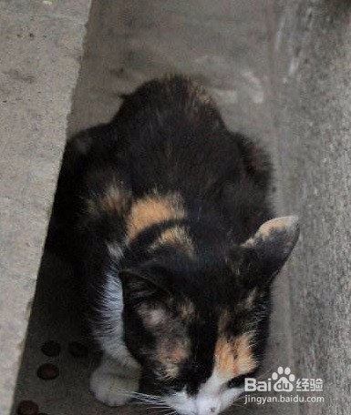 如何区分人的粪便和猫的粪便