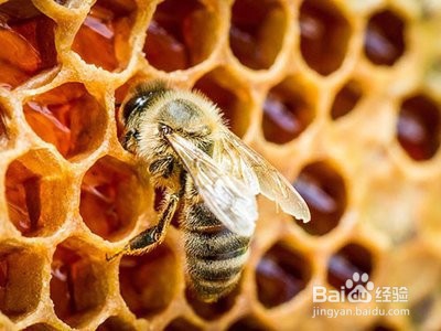 巴西蜂胶的功效与作用及食用方法