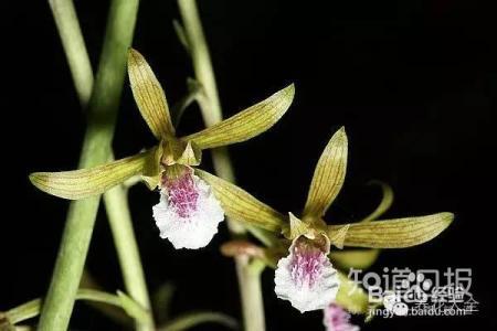 100种兰花品种图鉴，花开瞬间，艳冠群芳！