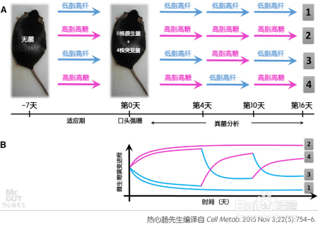 减肥难别急，精准调控细菌的方法已横空出世！