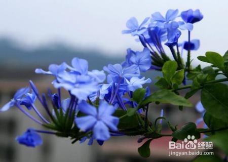这个夏天你的花园有一盆蓝雪花就够了!