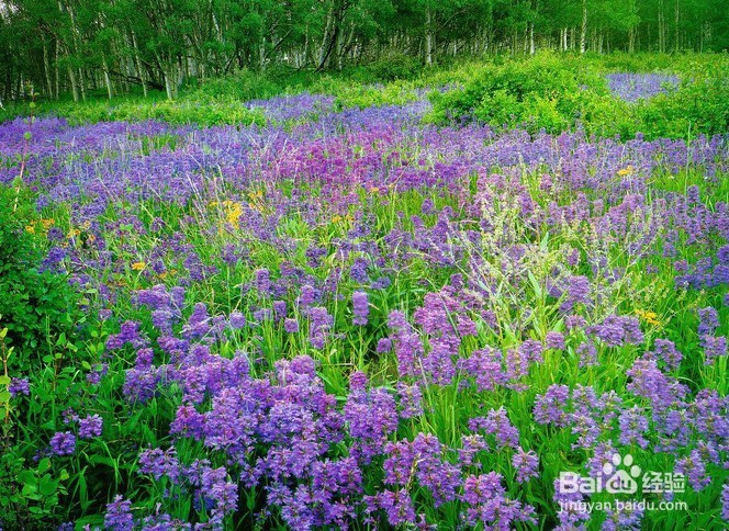 一花一世界—美人水花草茶