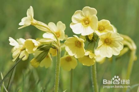 迎春花年年见，但你知道“报春花”吗