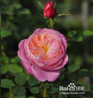 蓝妖：不可错过的经典灌木月季品种介绍