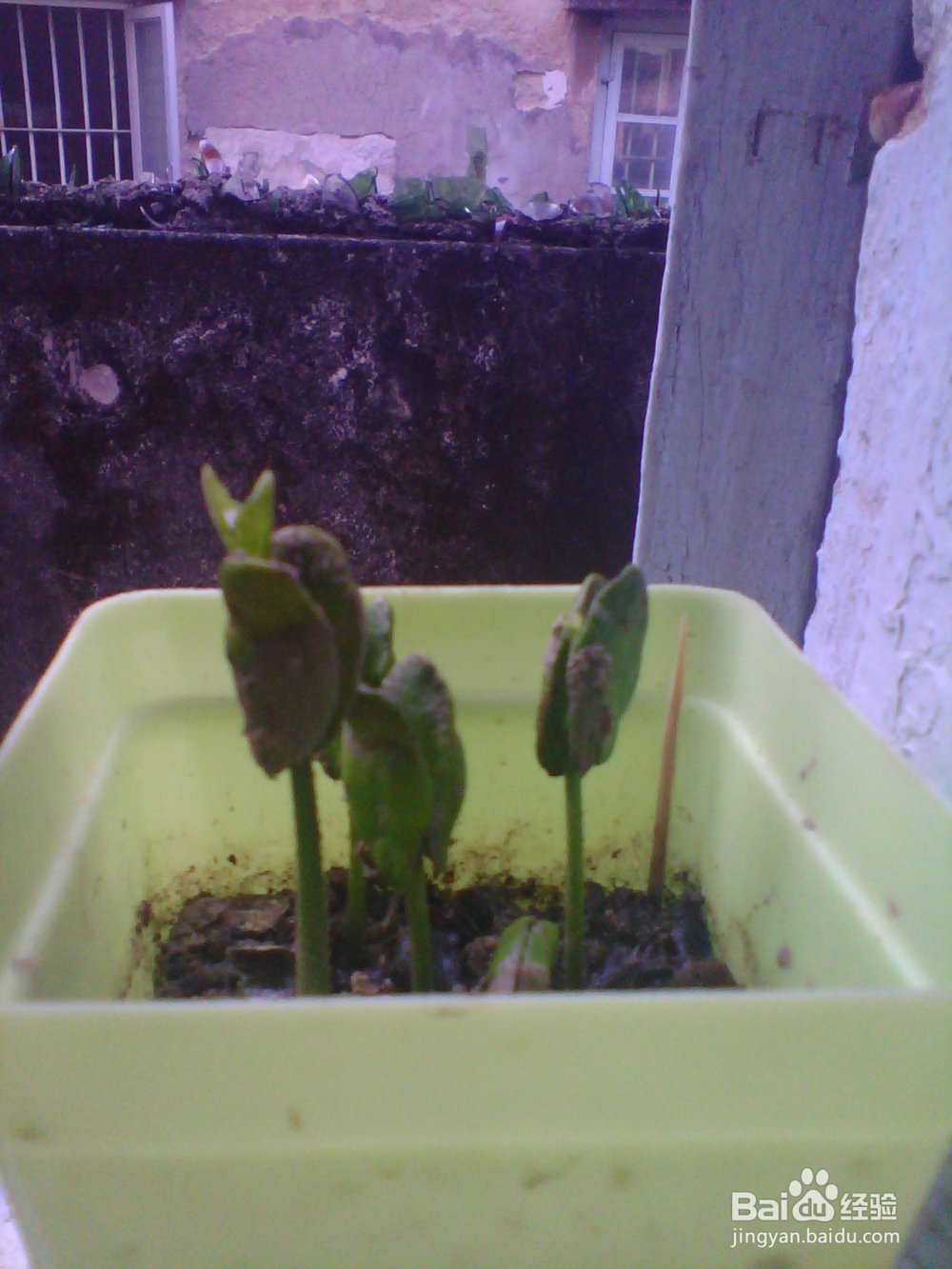 简单种植黄皮果盆栽