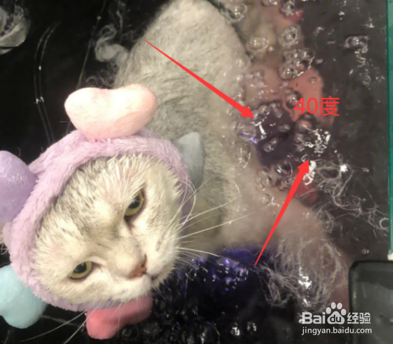 猫洗澡三大禁忌