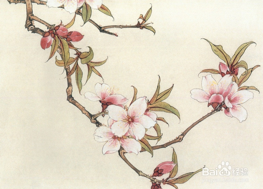 桃花的功效与作用