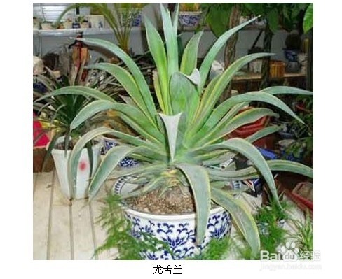 室内植物大全