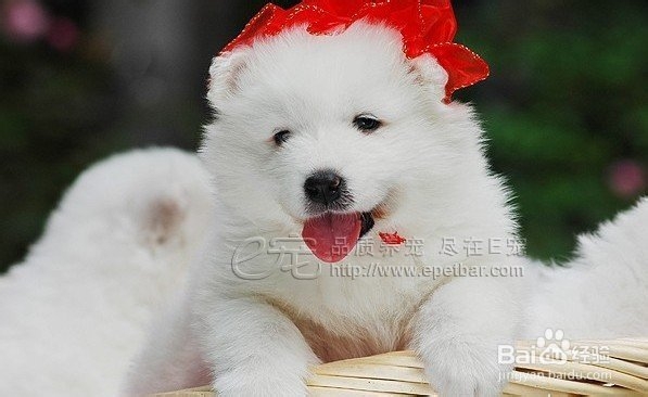 怎样知道狗狗要上厕所了