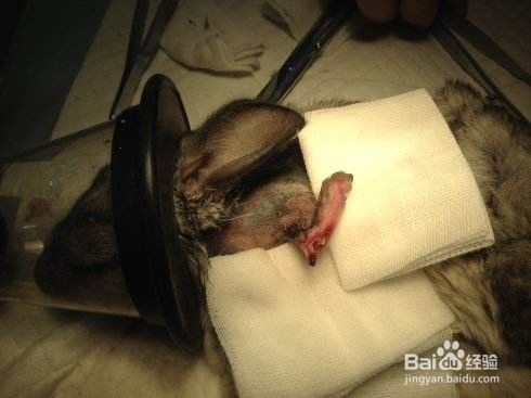 龙猫骨折怎么办