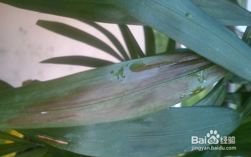 袖珍椰子叶子发黄怎么办