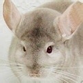 如何看龙猫的年龄
