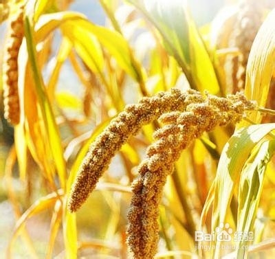 小米养生的一些食疗食谱