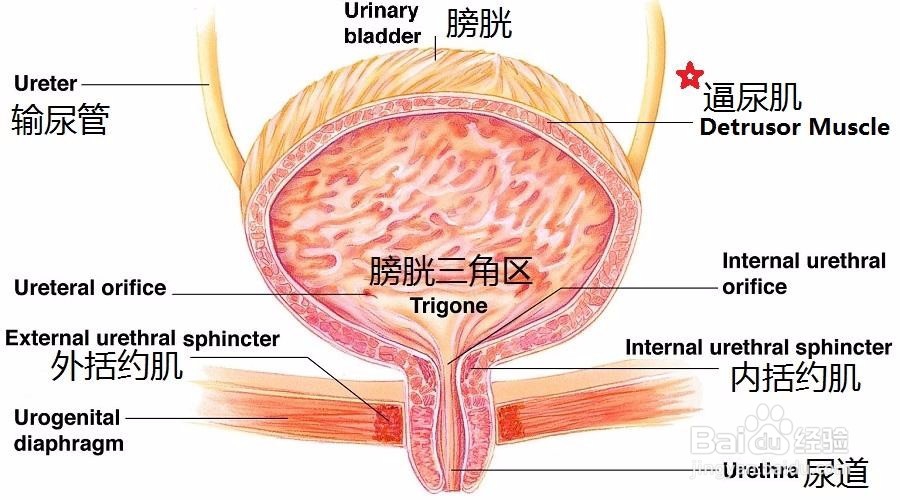 吃药有陋习最易药物中毒