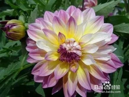 3种花现在养1盆，1个月就开花，一直开到12月