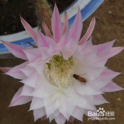 我家的仙人球养殖知识