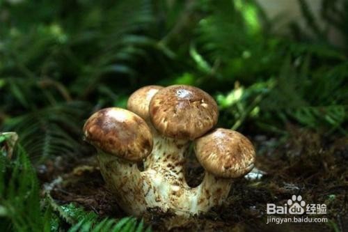 松茸的作用以及食用禁忌