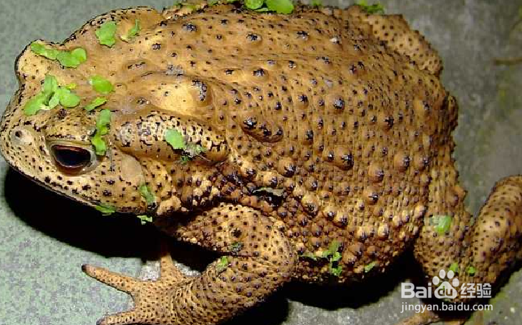 怎样区分青蛙和蟾蜍