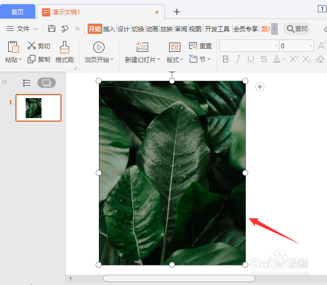 ppt怎么把图片置入文字里面