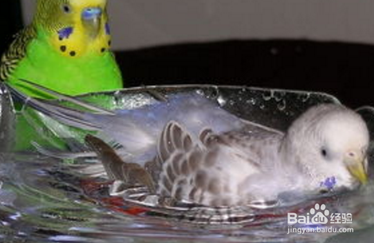 虎皮鹦鹉感冒的处理方法!