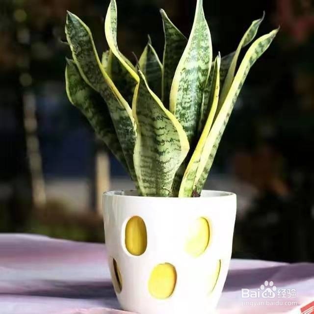 在办公桌上面摆这几种植物，让你的工作事半功倍