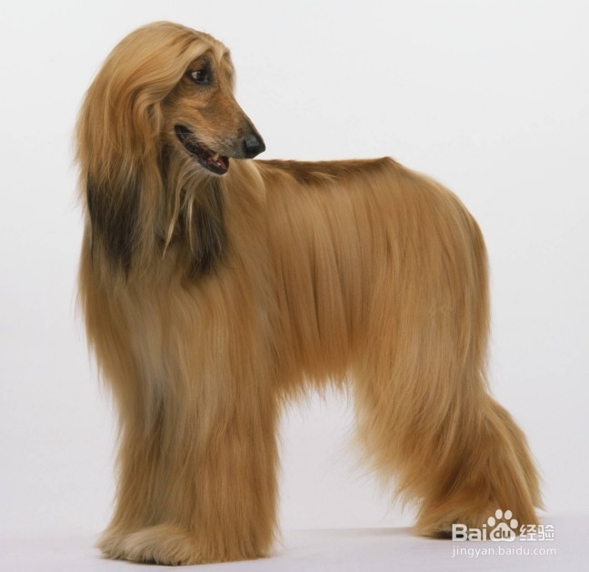 阿富汗猎犬拉肚子怎么办