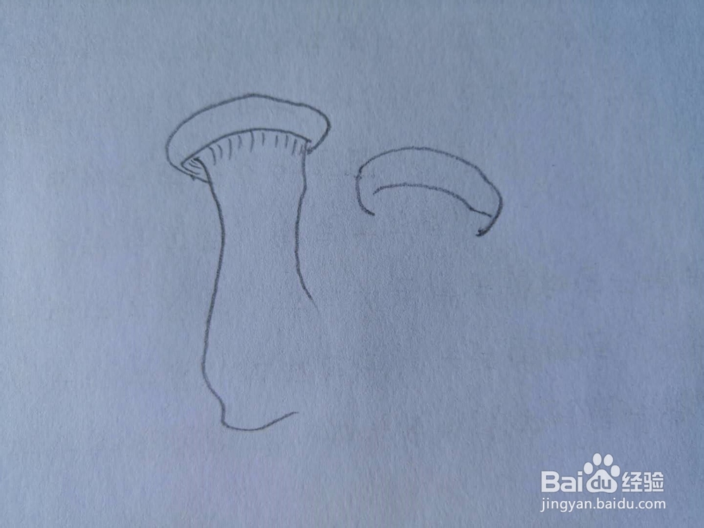 如何画杏鲍菇简笔画？