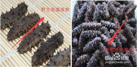 购买海参时，怎么区分干海参的好坏