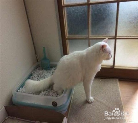 猫拉屎太臭怎么办
