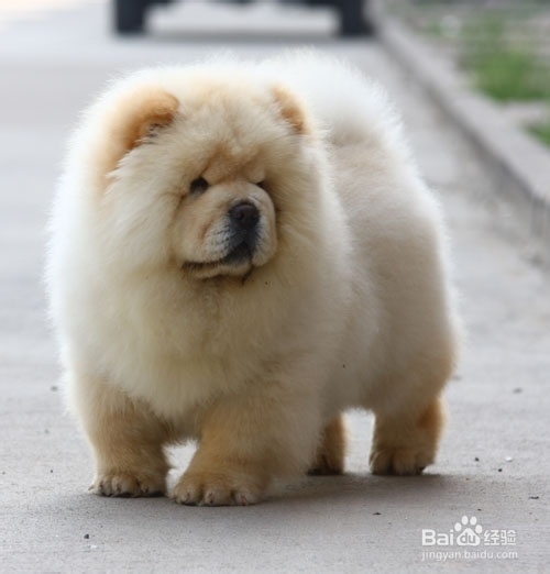 松狮缺钙怎么办?松狮什么时候需要补钙?