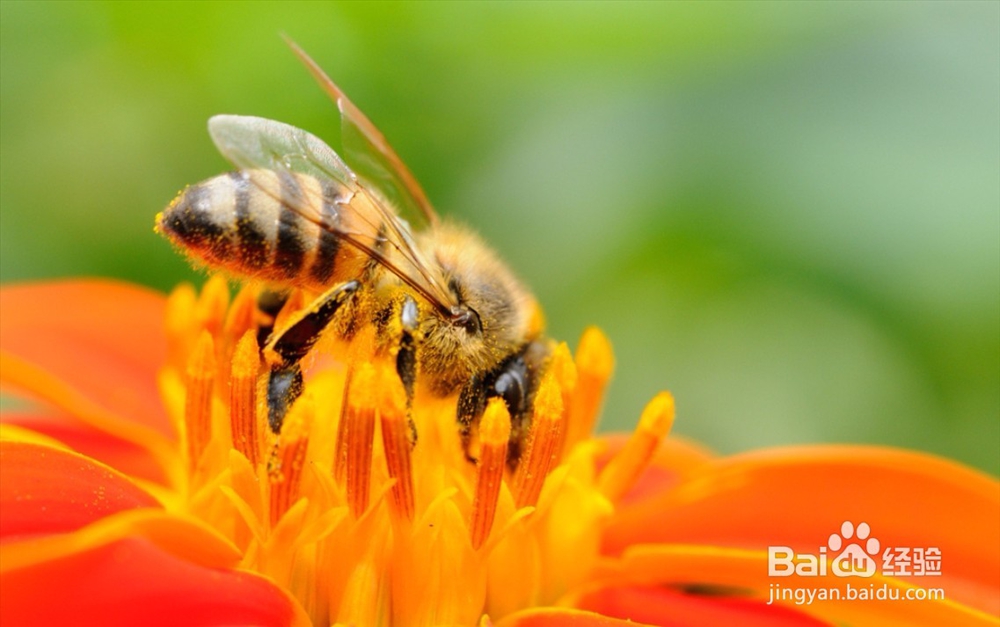 蜜蜂的呼吸系统一