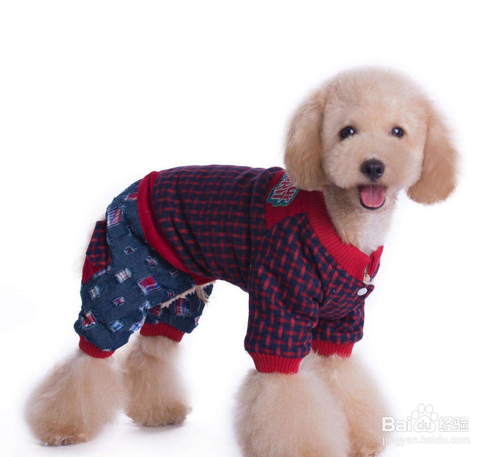 养宠物有什么好处呢