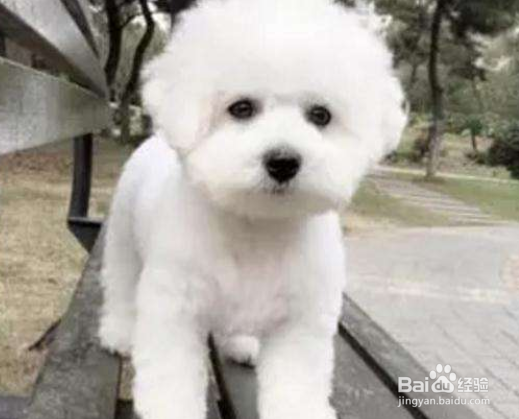 比熊多大可以美容 详细的美容步骤