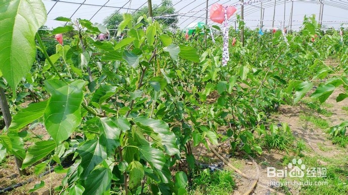 义乌大陈农业的奇葩桑葚