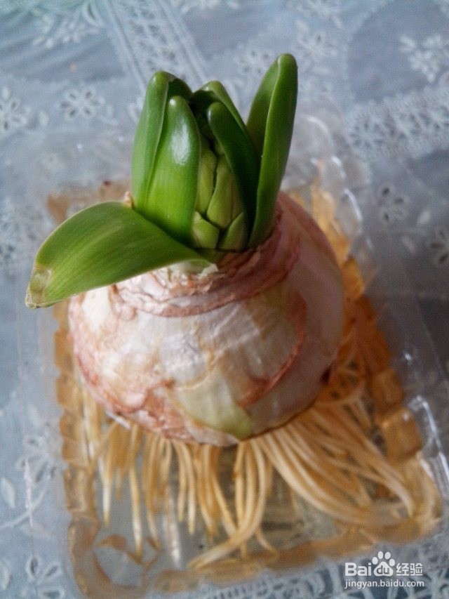 水培风信子——懒人也能让鲜花美美地盛开