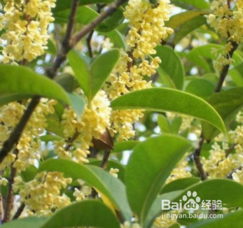桂花怎么做成香包